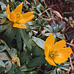 Winter aconite