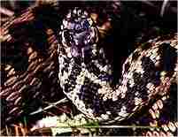 Adder