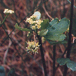 Chickweed wintergreen