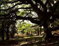 Ancient wood