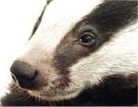 Badger