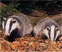 Badgers