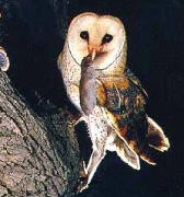 Barn owl