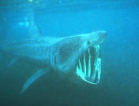 Mr Meacher said: "The government regards protection of the marine environment as a priority."