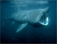 Basking shark