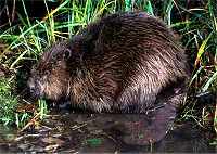 Beaver