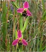 Bee orchid