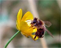 Honey bee
