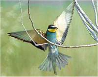 Bee-eater