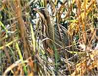 Bittern