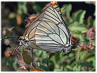 Black-veined White