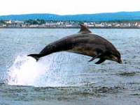 Bottle-nosed dolphin