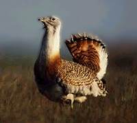 Great bustard