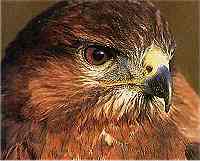 Buzzard