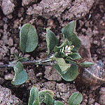 Chickweed