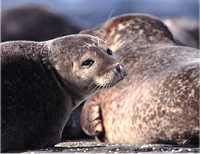 Common seals