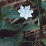 Chickweed wintergreen