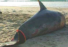 Stranded dolphin