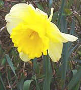 This graceful little daffodil, the parent of most of the spectacular trumpet-daffodil hybrids, pours down the steep sides of the valley