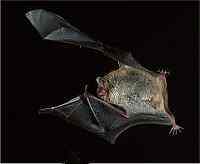 Daubenton's bat