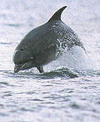 Dolphin