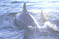 Dolphins