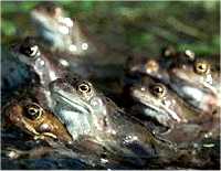 The Wildlife Trusts are calling for volunteers to save thousands of amorous amphibians from getting squashed