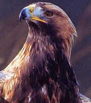 In the Trossachs area there are two golden eagle territories that are repeatedly robbed