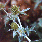 Field eryngo