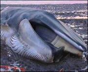 Beached fin whale