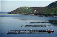"The salmon farms really aren't good enough at preventing escapes and the problem is you then have fish which are larger than the wild salmon competing for the same food supply"