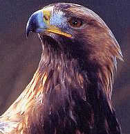 Golden eagle