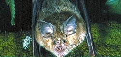 Greater horseshoe bat