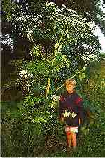 Giant hogweed