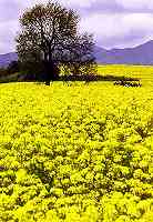 GM oilseed rape