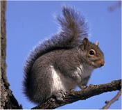 Grey squirrel
