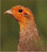 Grey partridge