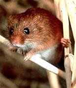 Harvest mouse