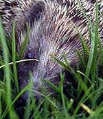 Hedgehog
