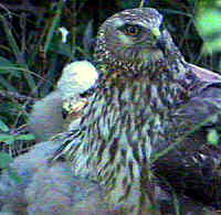 Hen harrier