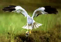 Mr Astor suggested a figure of one pair of the birds in an area of six to eight thousand acres would be equitable