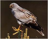 Hen harrier