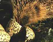 Hedgehog