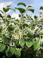Japanese knotweed