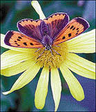 Large copper