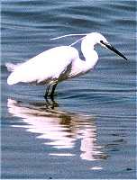 Little egret