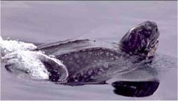 Leatherback turtle