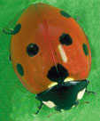 Ladybird