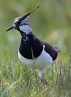 Lapwing