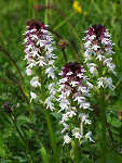 Burnt-tip orchid